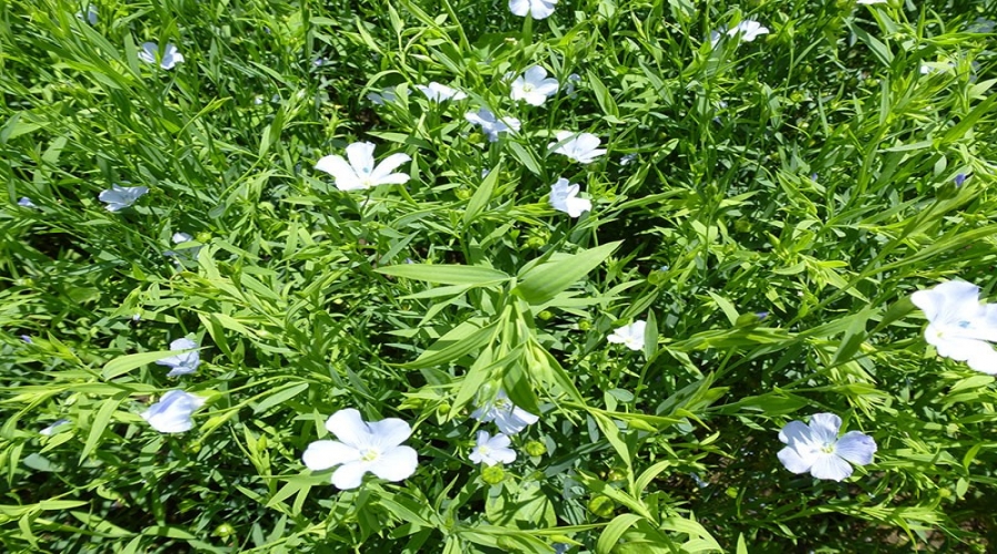種植基地